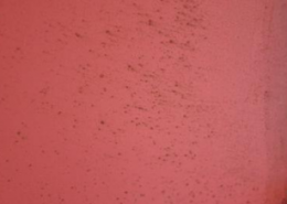 (房屋墻壁發霉怎么辦)房屋墻壁發霉如何處理